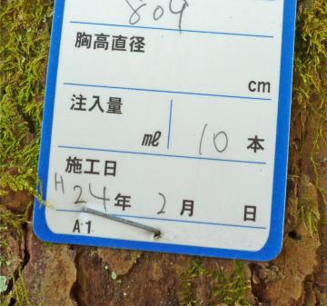 間違った樹幹注入剤の方法を使用した宮島のマツ