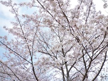廿日市市宮島の桜