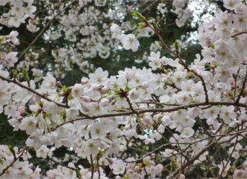 廿日市市宮島の桜