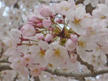 広島県 廿日市市宮島の桜