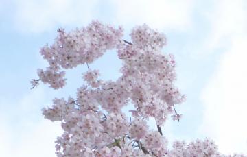 広島県 廿日市市 宮島の桜