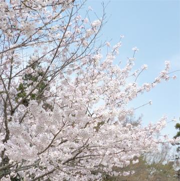 廿日市市 宮島の桜