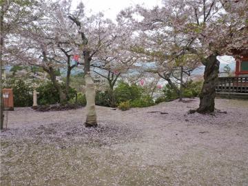 間違った治療をされた広島県廿日市市宮島の桜