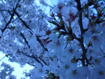 デジカメの機能を活かして、ちょっぴり幻想的な青い桜にしてみました。