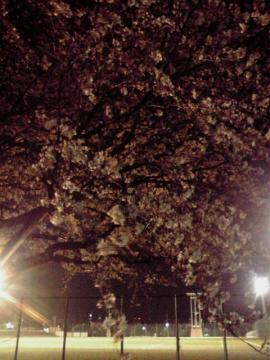 新潟ラーバンテックからの夜桜
