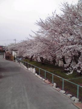 ラーバンテック前の桜