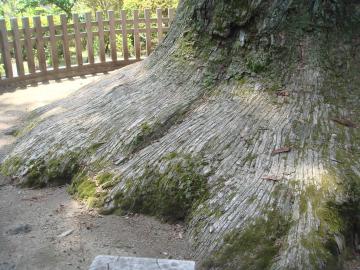 浅間神社古木杉