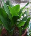 我が家の鉢植えのすずらん