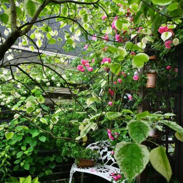 5月の我が家の庭