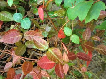 ハツユキカヅラの紅葉