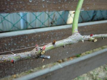 カクテルの新芽1