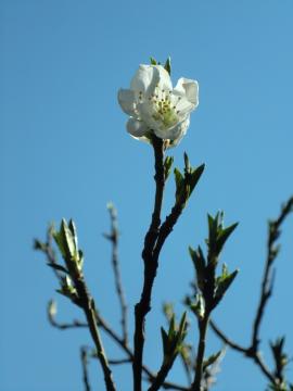 空に向かって咲いています