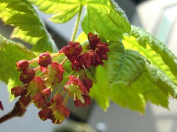 カエデの葉と花の競演