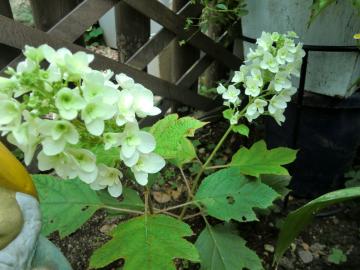 挿し芽で花が咲き