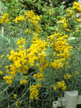 カレープランツの黄色の花