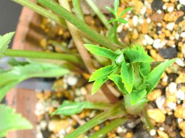 鉢植え春の到来1