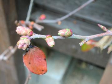 ブルーベリーの花芽