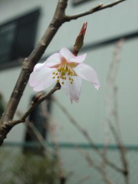 2012桜1