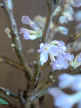 長寿桜