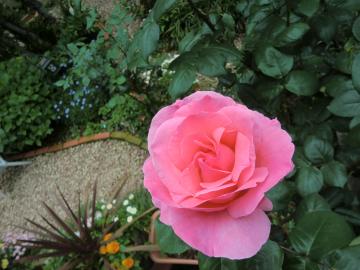 2012年ピンクバラ一番花