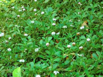 小さなクラピアの花