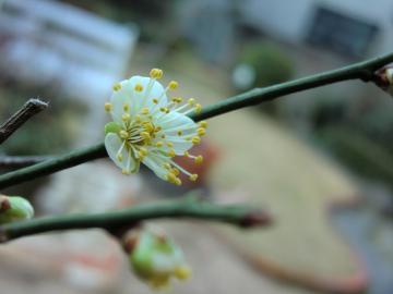 白梅ミニ盆栽の花
