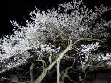 種まき桜_001