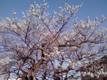 種まき桜_002