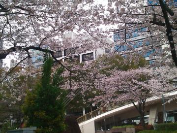 ロスアンゼルス広場　桜