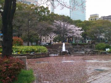 ロスアンゼルス広場　桜