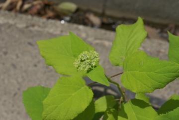 アメリカアジサイ：アナベル【落葉・低木】蕾