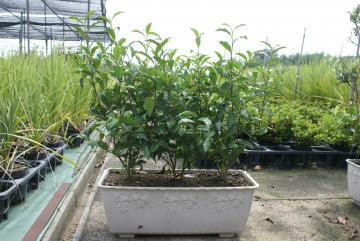 お茶の木：オクミドリ：自宅で栽培キット