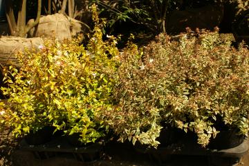 アベリア カレイドスコープとホープレイズ 常緑 低木 樹のある暮らし