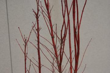 サンゴカクモミジ【落葉・高木】赤い幹