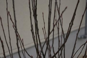 オータムベリー(アロニア)【落葉・中低木】冬芽