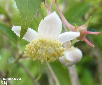 バイカアマチャの花