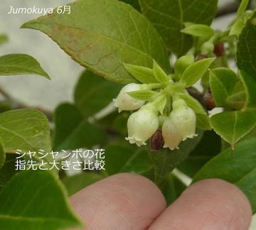 シャシャンボの花