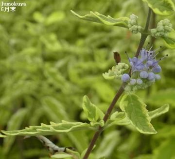 サマーソルベットの花