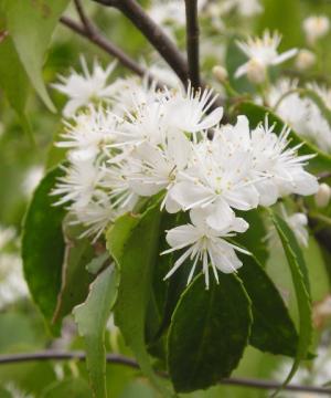 ハイノキ花