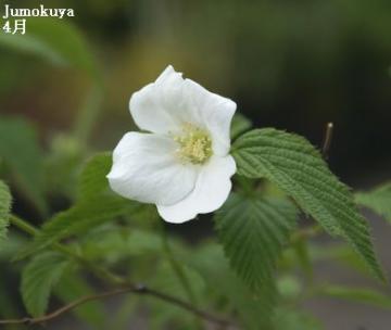 シロヤマブキ花