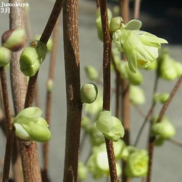 ヒュウガミズキ花