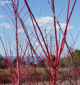 見所は幹 赤い幹が庭のアクセントになるサンゴカクモミジ 樹のある暮らし