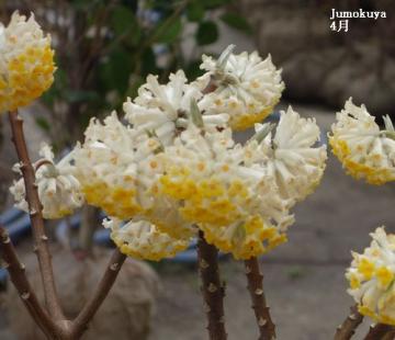 ミツマタ4月花