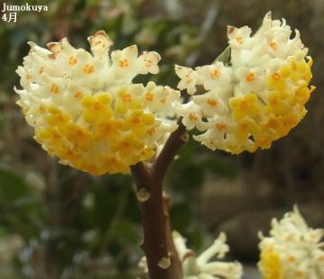 ミツマタ4月花アップ