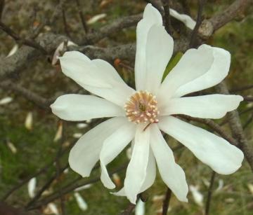 シデコブシ白花