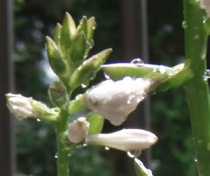 ギボウシの花　つぼみ　6月25日