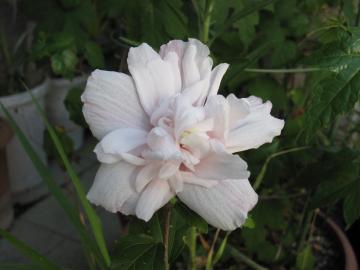 フヨウの花