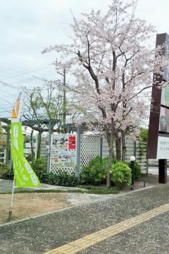 桜の絨緞