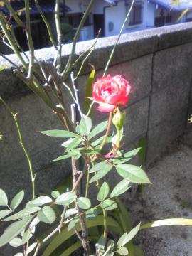 うちの庭に咲いたバラ。かみさんが撮ってくれました。