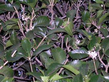 ヒイラギモクセイの花